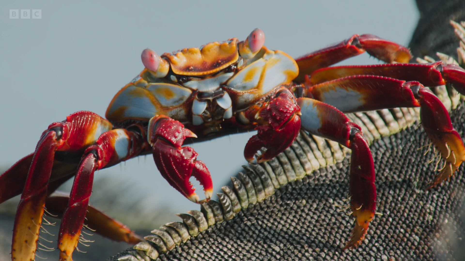Sally Lightfoot crab (Grapsus grapsus) as shown in Planet Earth II - Islands